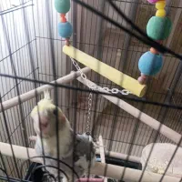 عروس هلندی|پرنده|محمدشهر, محمدشهر|دیوار