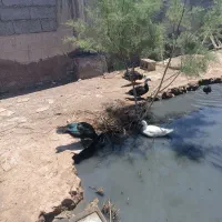 اردک نرروسی بزرگ