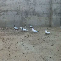 یک جفت دمی عتیقه|پرنده|گتوند, |دیوار