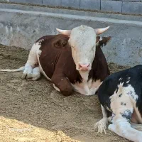 گوساله  نرگوشتی پرواری  سمینتال عرف بازار