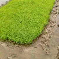 فروش توم هاشمی اصلاح شده