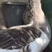 غاز نر و ماده