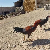 فروش خروس بجه لاری|حیوانات مزرعه|ترکمانچای, |دیوار