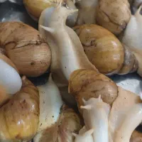 حلزون تخم گزار به شرط زیر قیمت