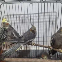 عروس هلندی|پرنده|قم, شهرک مهدیه (مدرس)|دیوار