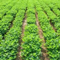 8هکتار-زمین-عالی-به-بادام-داده-میشود