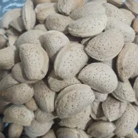 بادام شیرین