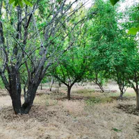 فروش باغچه1500 متری