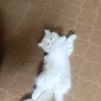 گربه پرشین کلاسیک سه ماهه
