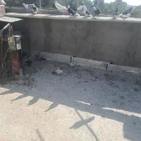 کبوتر یجایی