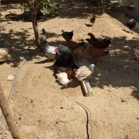 جوجه مرغ بلک استار