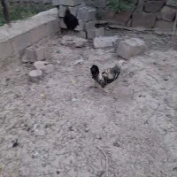 خروس گلپایگان