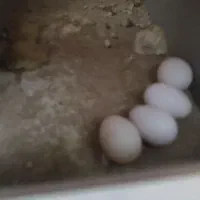 یک جفت عروس هلندی نرو ماده جوان تخم گذاشتن|پرنده|مشهد, هدایت|دیوار