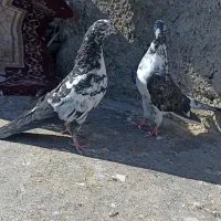 کبوتر|پرنده|سرپل ذهاب, |دیوار