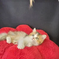 شهر گربه های خانگی سیلور و بلو و گلد|گربه|محمدشهر, شهرک پیام (مهرالبرز)|دیوار