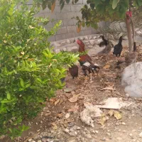 خروس فروشی