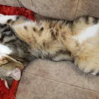 بچه گربه بریتیش ۷ ماهه تبی  سالم