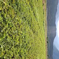 نهال درجه یک کاماروس