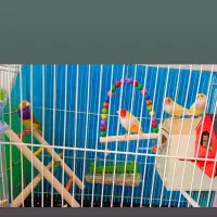 دوجفت فنچ گلدین عالی ومولد