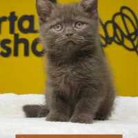 بریتیش چاکلت نایاب ترین زنگ