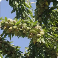 کار در باغ