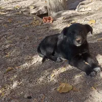 سگ پاکوتاه|سگ|بیرجند, |دیوار