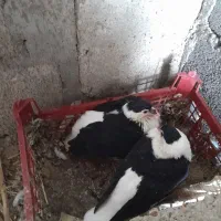 فروش کبوتر شهری افغانی|پرنده|گله دار, |دیوار