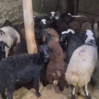 فروش تعدادی بره نروماده|حیوانات مزرعه|کرفتو, |دیوار
