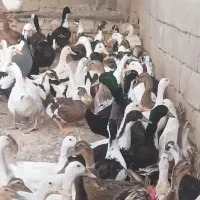 فروش اردک وغاز|حیوانات مزرعه|شاهین دژ, |دیوار