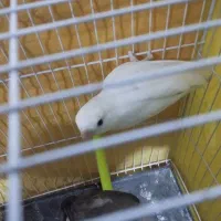 جفت کوتوله برزیلی|پرنده|تربت جام, امام|دیوار