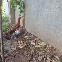 سلام  سه تا جوجه لاری جوان و دنگ بالا