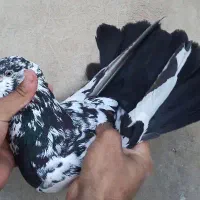 کبوتر پرشی سه تا