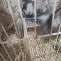 پرنده|پرنده|مشهد, قائم|دیوار