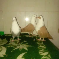 3 عدد کلاغ زرد خوشگل|پرنده|تربتحیدریه, بالا ولایت|دیوار