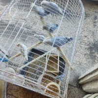 طوطی برزیلی رنگ خواص|پرنده|رشت, بازار|دیوار