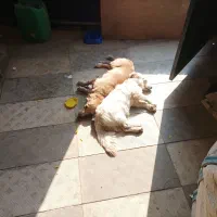 واگذاری سگ جک راسل|سگ|پاکدشت, پاکدشت (مامازند)|دیوار