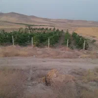 باغ استاده|فروش زمین و ملک کلنگی|نوشین شهر, |دیوار