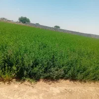 یونجه پایه بلند کیلوی ۳۷تومان