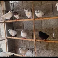 کبوتر پرشی|پرنده|صومعه‌سرا, |دیوار