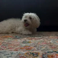 فروش سگ|سگ|رشت, حمیدیان|دیوار