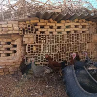 بوقلمون فروشی|حیوانات مزرعه|اردکان, |دیوار