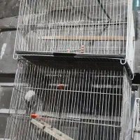 قفس پرنده|لوازم جانبی حیوانات|مشهد, شهید قربانی|دیوار