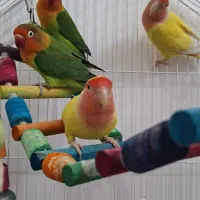 طوطی برزیلی