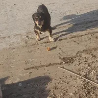 سگ پاکوتاه|سگ|تهران, نعمت‌آباد|دیوار