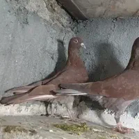 پرنده|پرنده|خرمآباد, |دیوار