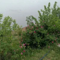 باغ ویلا|فروش خانه و ویلا|صوفیان, |دیوار