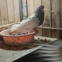 کله قرمز ارکح فروشی