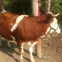 گاو سمینتال قرمز حامله ۸ ماه اولین زایمان