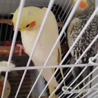 عروس هلندی|پرنده|لنگرود, |دیوار