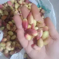 پسته